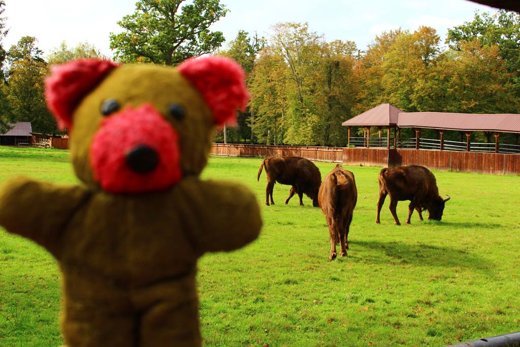  Białowieża National Park